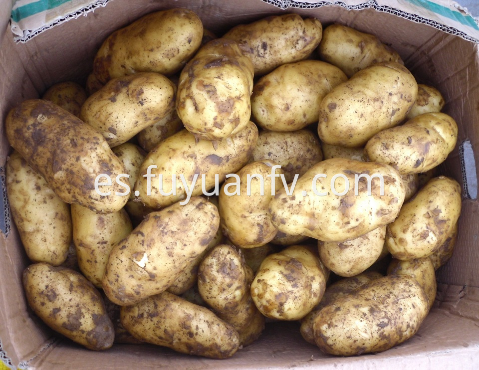 Potato Materials